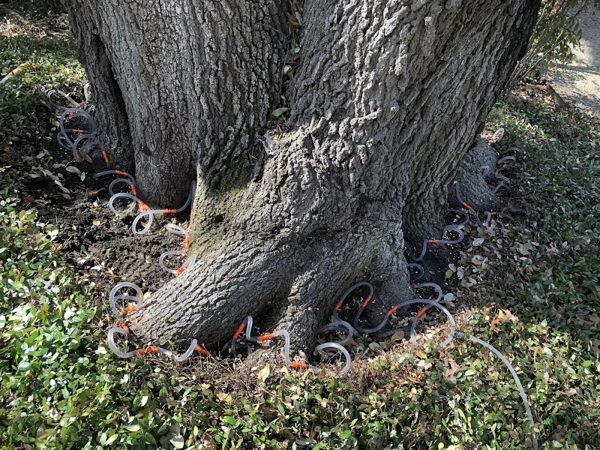Detailed Tree Cabling and Bracing job site in Wenden